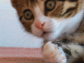 1460505586287.gif